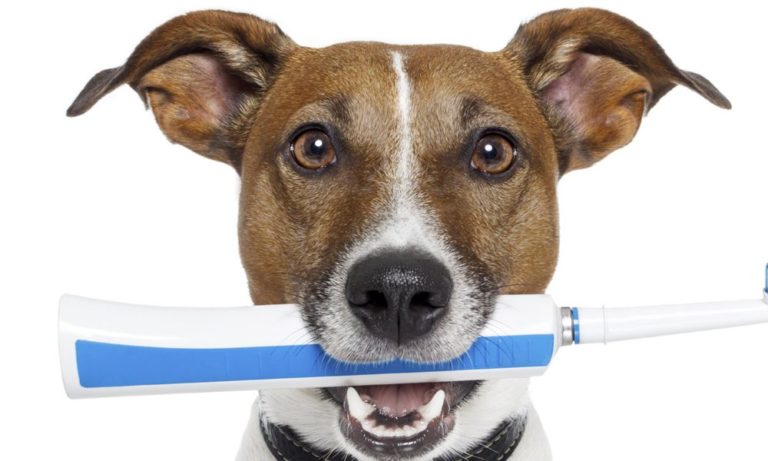 Denti del cane: come mantenerli sani a lungo