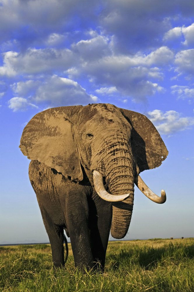 Statistica shock: gli elefanti nascono senza zanne a causa del bracconaggio
