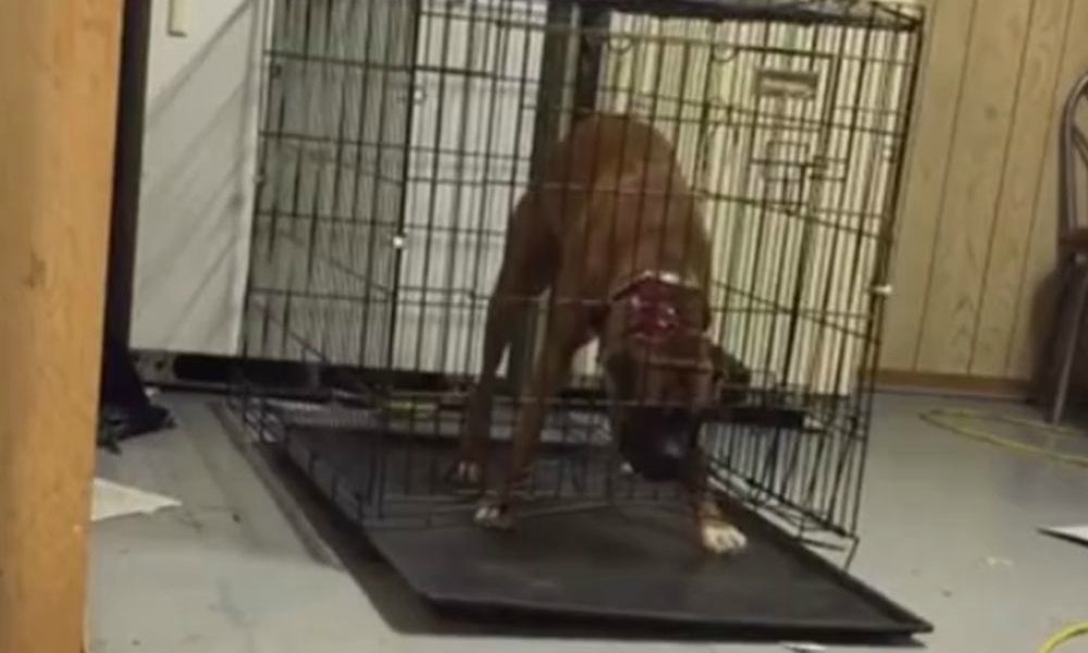 Il cane fuggiasco [VIDEO]