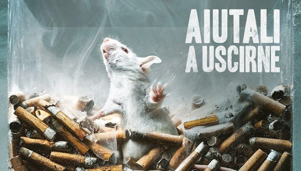 #Fallismettere”: la petizione contro la sperimentazione animale lanciata da Donatella Rettore