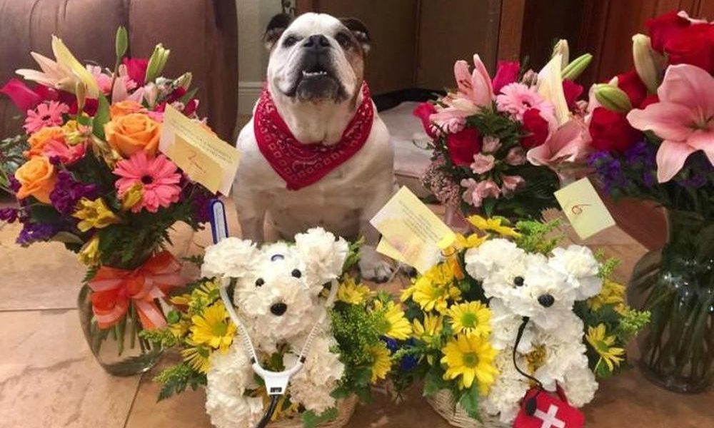 “Grazie dei fior…” ma sono per il cane