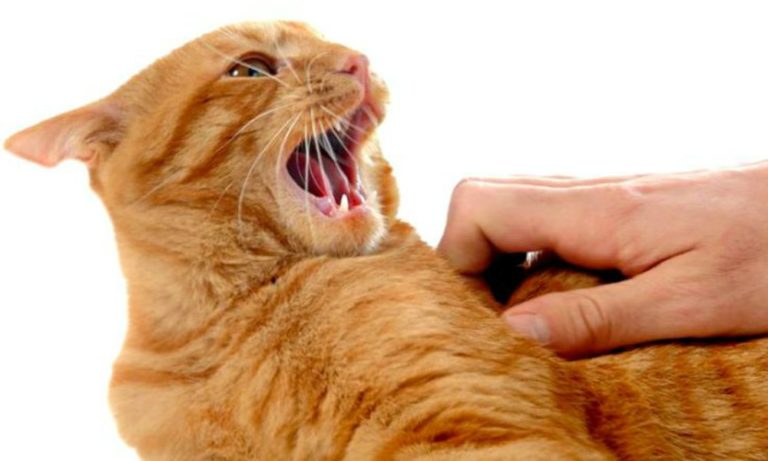 Come educare un gatto aggressivo?