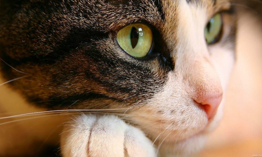 17 febbraio: in tutta Italia si celebra la Festa Nazionale del Gatto