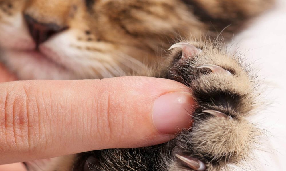 “L’Esperto risponde”: le unghie incarnite nel gatto