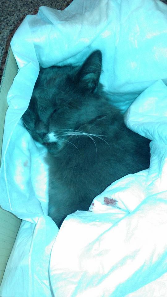 Orrore a Brescia: gatto scuoiato vivo nel cortile di casa