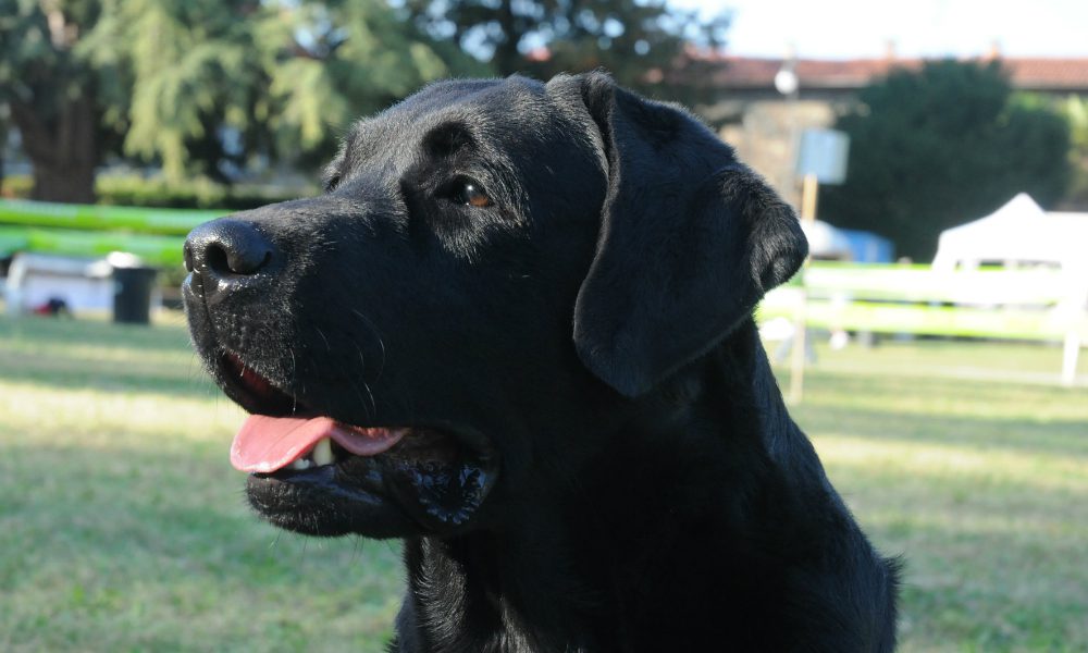 Cane si finge morto per un motivo incredibile… [VIDEO]