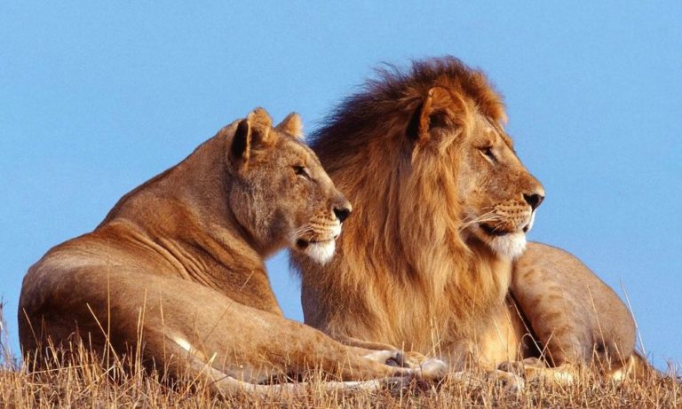 Panico allo zoo safari: leoni attaccano auto dei visitatori [VIDEO]