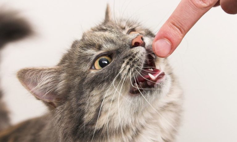 Svelato il segreto: i denti del tuo gatto si lavano così