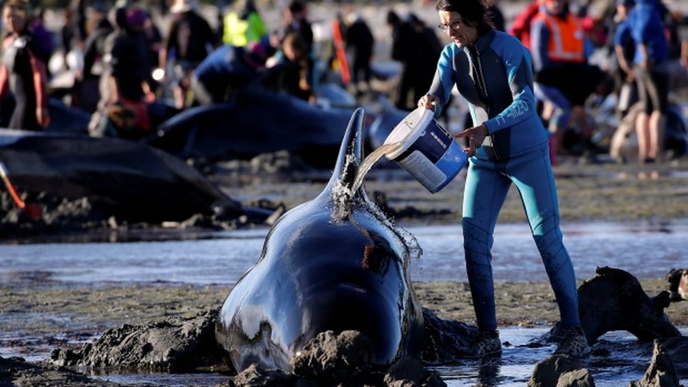Orrore in Nuova Zelanda: centinaia di balene arenate sulla spiaggia