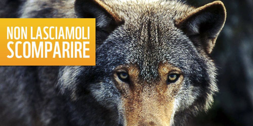 “Non lasciamoli scomparire”: manifestazione nazionale a Roma contro l’abbattimento dei lupi e dei randagi