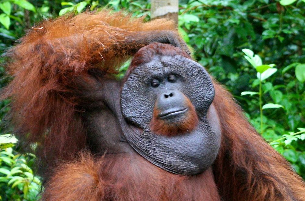Orrore in Indonesia: orangotango catturato, ucciso e cucinato
