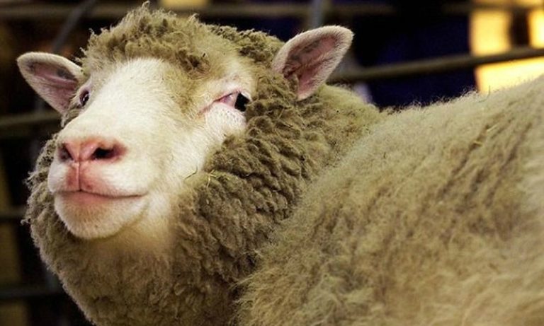 Scuoiano una pecora e pubblicano le foto su Facebook: il web insorge
