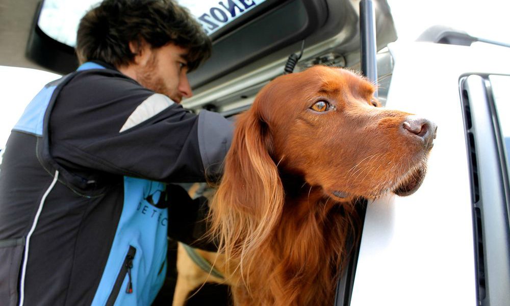 Pet Detective: una nuova professione dedicata agli animali smarriti