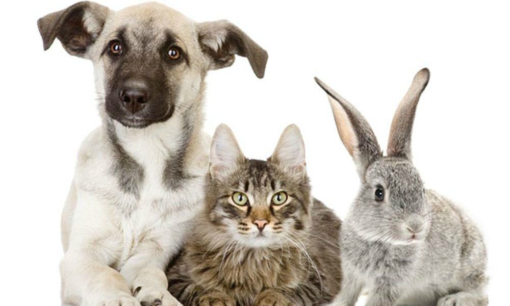 Quanti sono davvero i pets in Italia? Il rapporto di Assalco