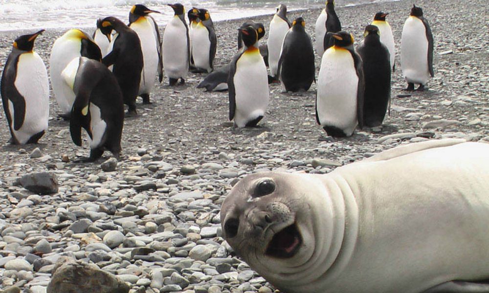 I dieci photobomb più divertenti con animali come “guastafoto”