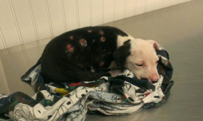 Cucciolo di Pit Bull ustionato, la famiglia lo abbandona: “Ora è brutto” [FOTO]
