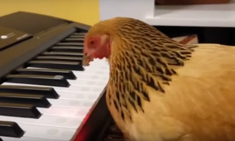 Il pollo pianista che ha incantato il web [VIDEO]