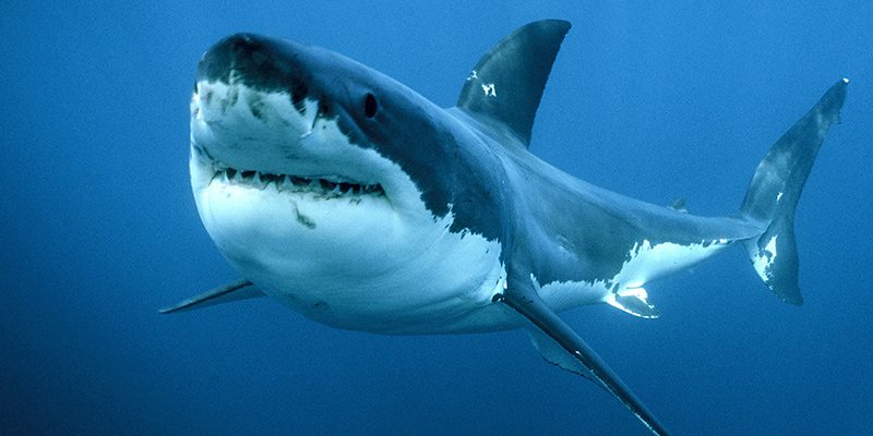 Centinaia di squali avvistati attorno all’Isola hanno invaso le acque australiane: le immagini inedite [FOTO]