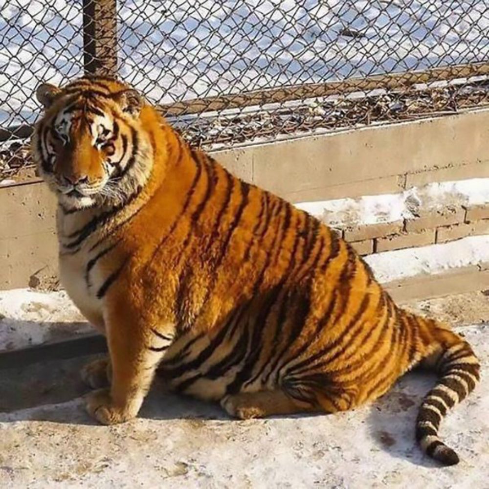 Tigri obese: un caso unico al mondo