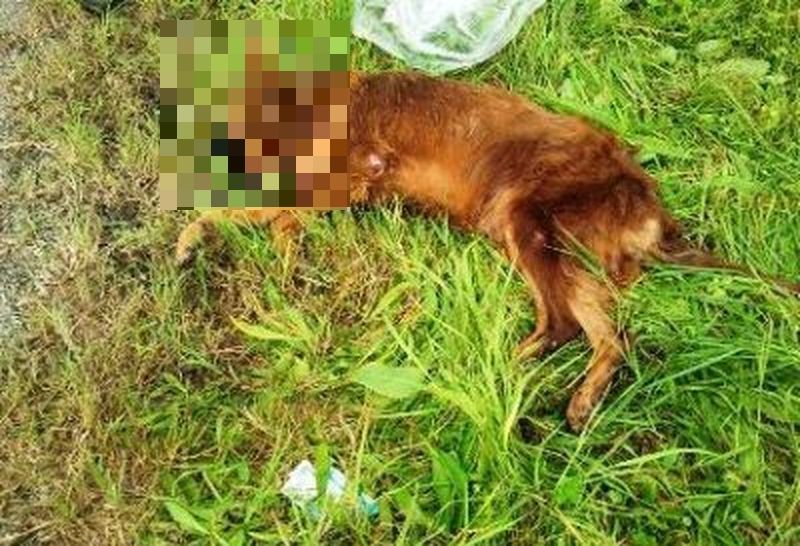 Cane ucciso barbaramente a fucilate: l'ENPA si costituisce parte civile nel processo