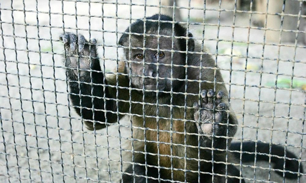 Salviamo gli animali degli zoo degli orrori in Indonesia