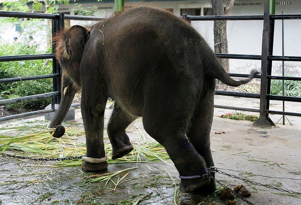 Salviamo gli animali degli zoo degli orrori in Indonesia