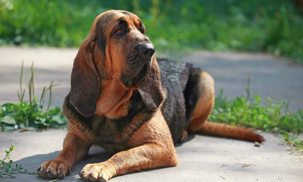 Bloodhound: il cane molecolare per eccellenza
