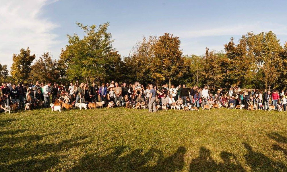 Arriva a Brescia Il 13° #Bulldogday solidale, con oltre 150 esemplari
