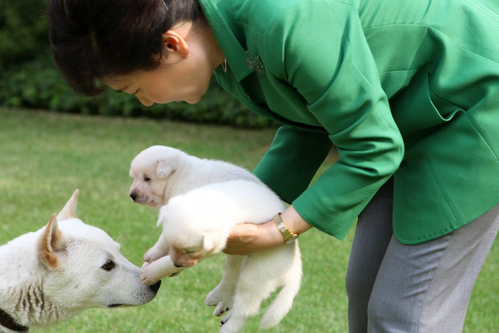 L’ex presidente sud-coreana abbandona i suoi nove cani: esplode la polemica