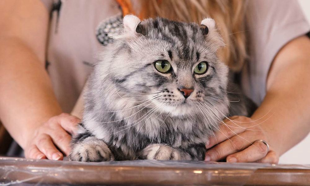 Quattrozampeinfiera: l’evento pet-friendly più atteso dell’anno per la prima volta a Roma