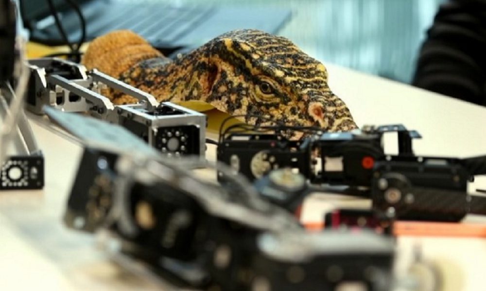 Robot rettili: la tecnologia che spia il mondo animale [VIDEO]