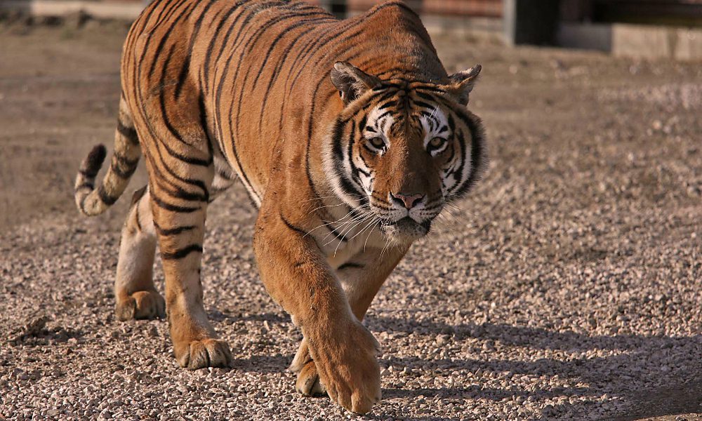 Animali da circo per la prima volta liberi [VIDEO]