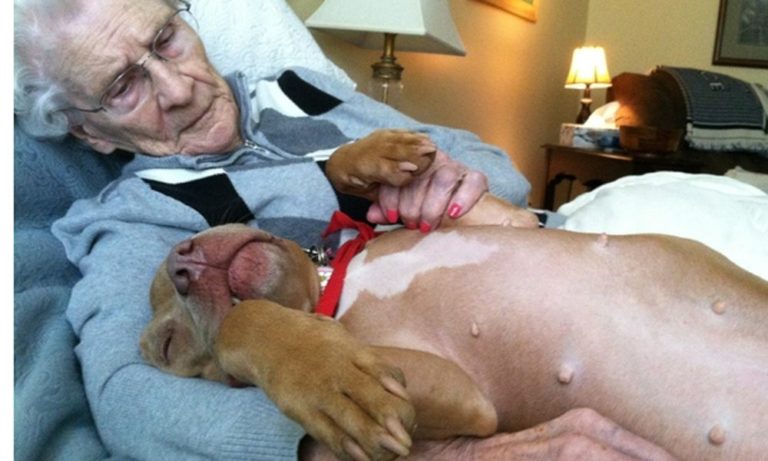 Anziana in terapia intensiva chiede di vedere il suo cane: il primario è indeciso