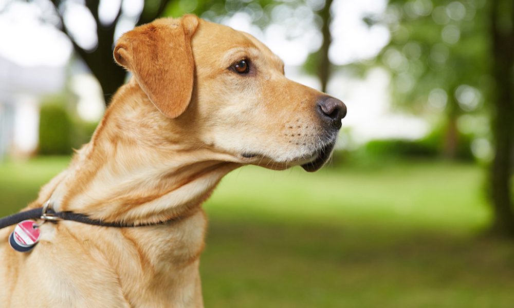 Educazione del cane: 10 errori in cui è facile imbattersi