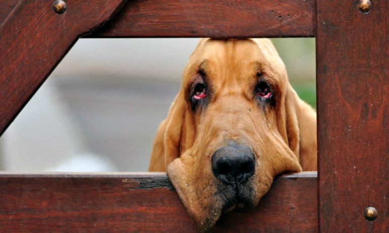 Bloodhound: il cane molecolare per eccellenza