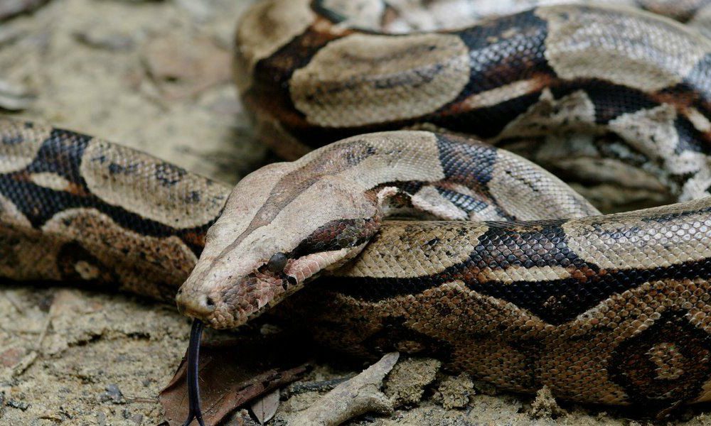 Panico al parco: ritrovato un boa constrictor