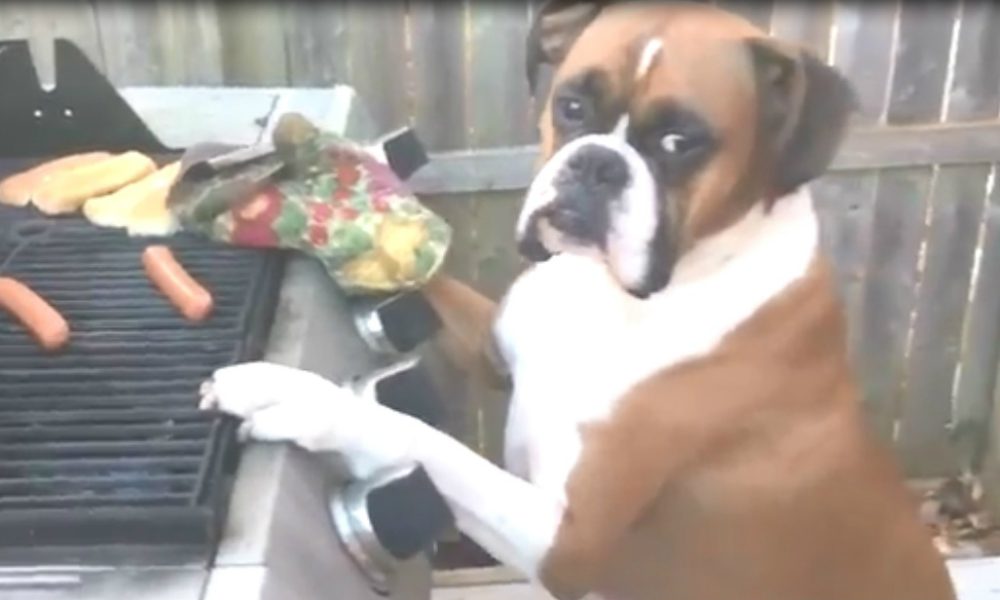 Il Mannequin Challenge contagia anche i cani... [VIDEO]