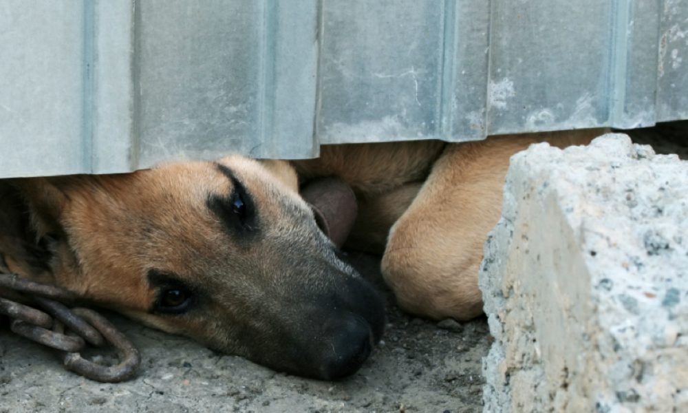 I cani entrano nel suo giardino, lui apre il fuoco e ne uccide uno: esplode la protesta