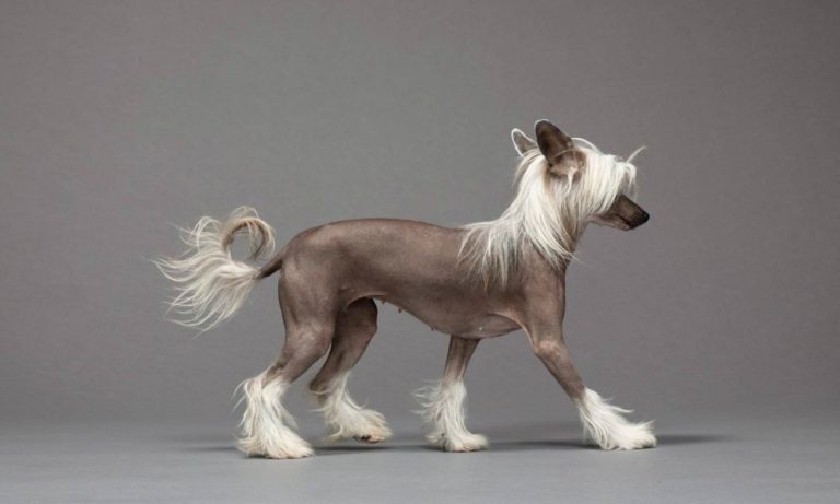 Chinese Crested Dog: i cani super chic