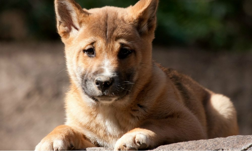 Scoperto il cane più raro e antico del mondo