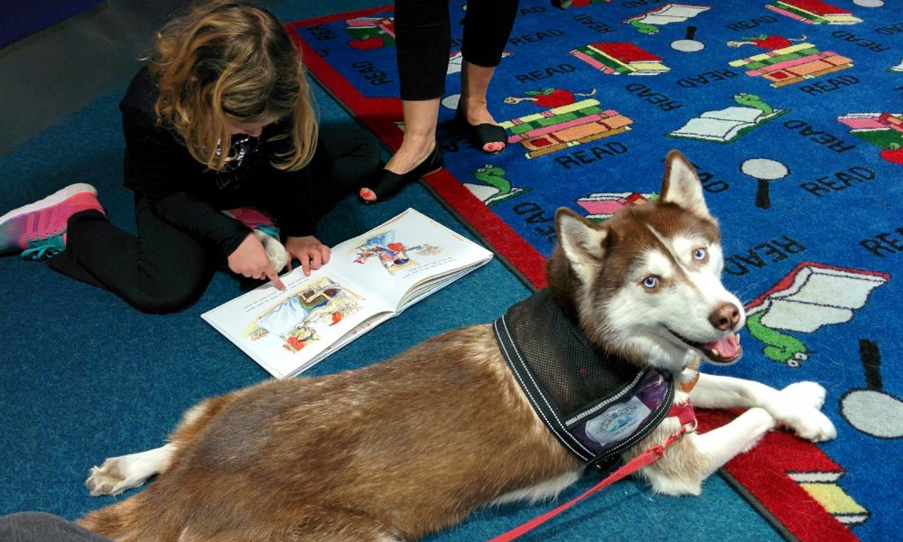 Cani tra i banchi di scuola: il rivoluzionario trend diffuso in Gran Bretagna