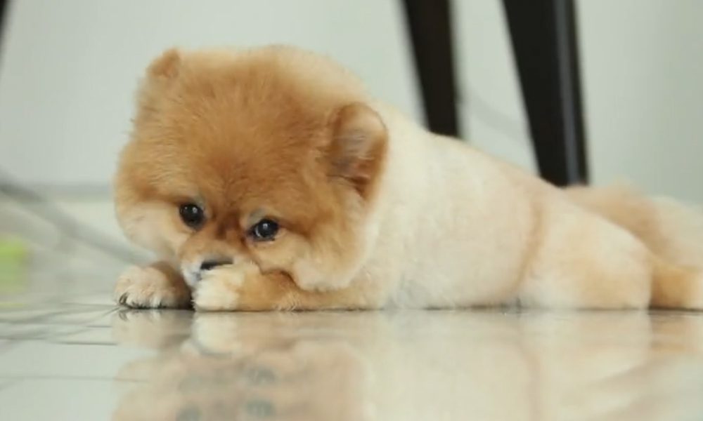 Le Iene: “Non comprate cuccioli di contrabbando” [VIDEO]