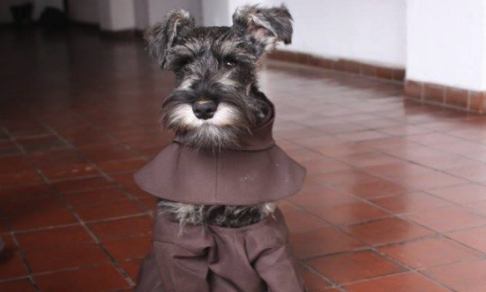 Il “cane-prete” che vive in convento e indossa il saio