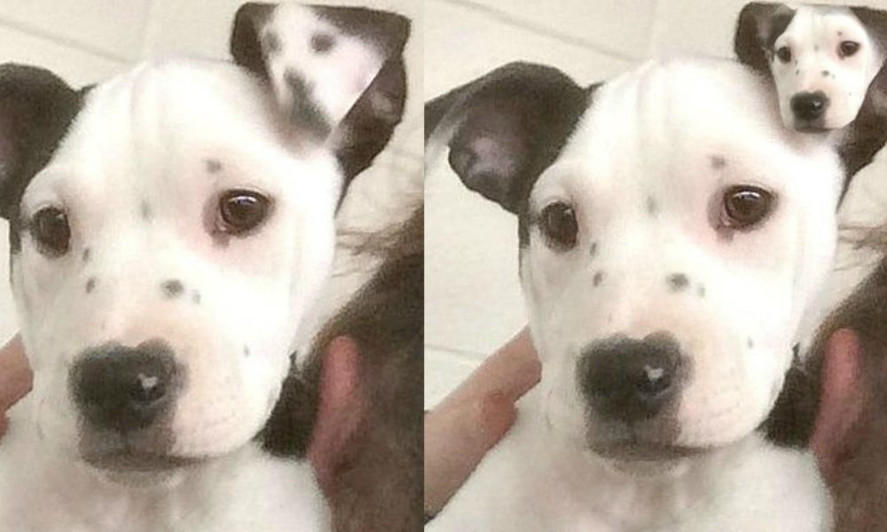 Lucy: la cagnolina con un selfie sull’orecchio