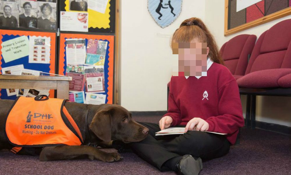 Cani tra i banchi di scuola: il rivoluzionario trend diffuso in Gran Bretagna