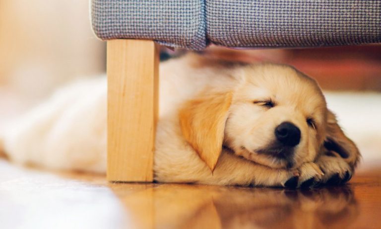 Cani: la posizione in cui dormono la dice lunga sul… loro carattere!