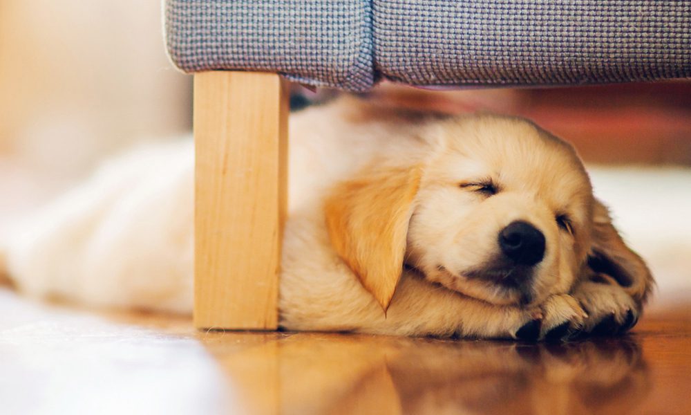 Cani: la posizione in cui dormono la dice lunga sul... loro carattere!