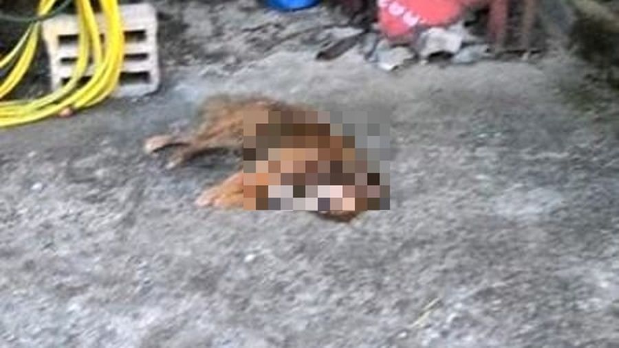 Orrore a Sondrio: uccide un cane con un forcone e infierisce sul suo cadavere
