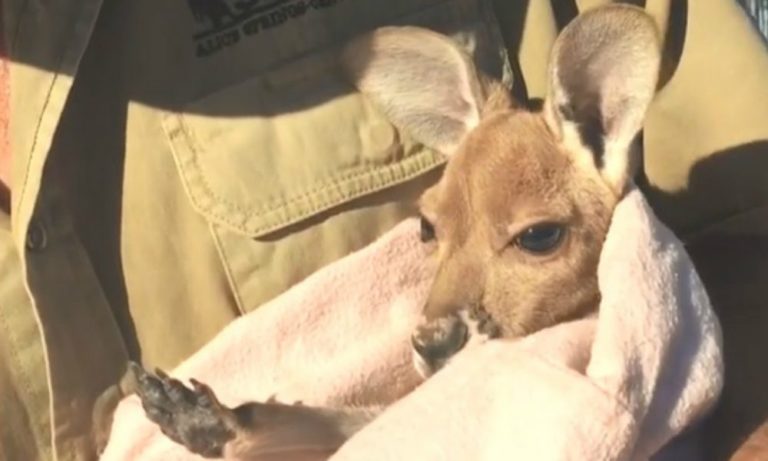 Il bisogno di coccole di una cucciola di canguro orfana [VIDEO]
