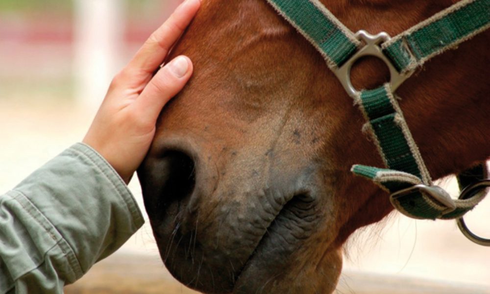 Cavallo preso a frustate: “Striscia la Notizia” interviene [VIDEO]